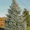 Pine Tree Diamond Painting