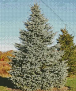 Pine Tree Diamond Painting