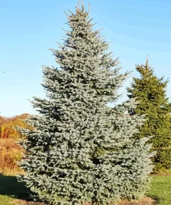 Pine Tree Diamond Painting