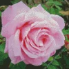 Pink Heirloom Rose Diamond Painting