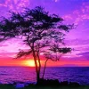Purple Sunset Diamond Painting