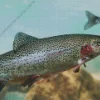 Rainbow Trout Fish Diamond Painting