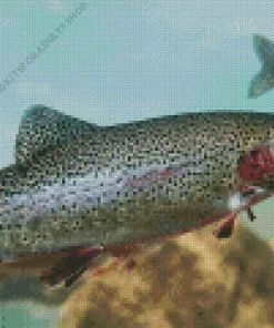 Rainbow Trout Fish Diamond Painting