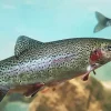 Rainbow Trout Fish Diamond Painting