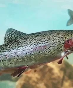 Rainbow Trout Fish Diamond Painting