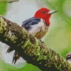 Red Headed Woodpecker Diamond Painting