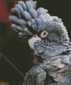 Red Tailed Black Cockatoo Diamond Painting