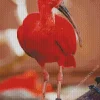 Scarlet Ibis Bird Diamond Painting