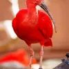 Scarlet Ibis Bird Diamond Painting