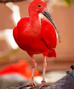 Scarlet Ibis Bird Diamond Painting