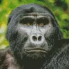 Silverback Gorilla Diamond Painting