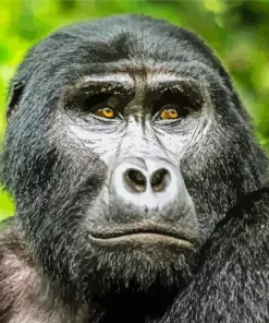 Silverback Gorilla Diamond Painting