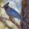 Stellers Jay Bird Diamond Painting