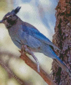 Stellers Jay Bird Diamond Painting