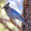 Stellers Jay Bird Diamond Painting
