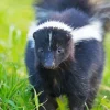 Striped Skunk Diamond Painting