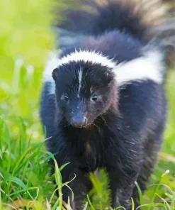 Striped Skunk Diamond Painting