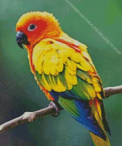 Sun Conure Bird Diamond Painting