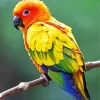 Sun Conure Bird Diamond Painting