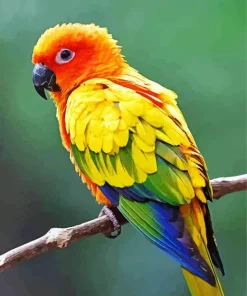 Sun Conure Bird Diamond Painting