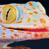 Tokay Gecko Diamond Painting