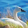 Tundra Swan Diamond Painting
