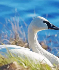 Tundra Swan Diamond Painting