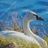Tundra Swan Diamond Painting