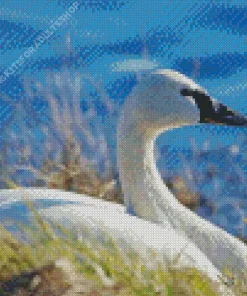 Tundra Swan Diamond Painting