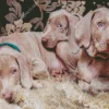 Weimaraner Puppies Diamond Painting