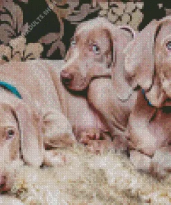 Weimaraner Puppies Diamond Painting