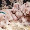 Weimaraner Puppies Diamond Painting