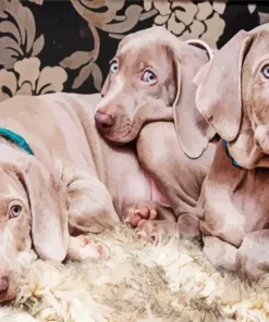 Weimaraner Puppies Diamond Painting