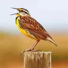 Western Meadowlark Diamond Painting