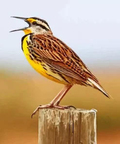 Western Meadowlark Diamond Painting