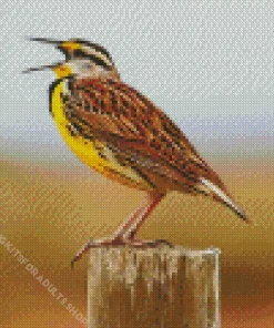 Western Meadowlark Diamond Painting