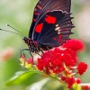 Black And Red Butterfly Diamond Painting