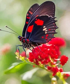 Black And Red Butterfly Diamond Painting