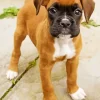 Brown Boxer Puppy Diamond Painting