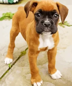 Brown Boxer Puppy Diamond Painting
