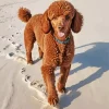 Brown Poodle Diamond Painting