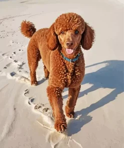 Brown Poodle Diamond Painting