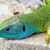European Green Lizard Diamond Painting