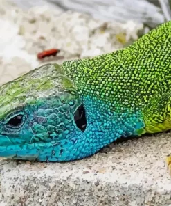 European Green Lizard Diamond Painting