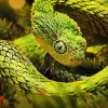 Green Bush Snake Diamond Painting