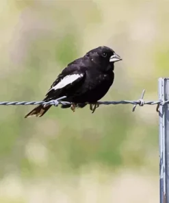 Lark Bunting Bird Diamond Painting