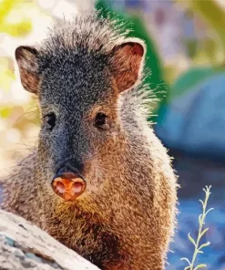 Peccary Animal Diamond Painting