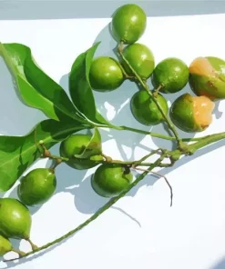 Spanish Lime Diamond Painting