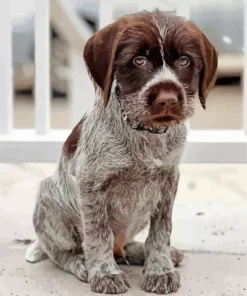 Wirehaired Pointing Griffon Diamond Painting
