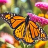 Aesthetic Monarch Butterfly Diamond Painting